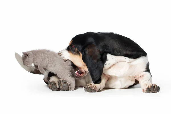 Dog. Basset hound dog with small british kitten on white backgro — Stock Photo, Image