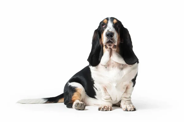 Cane. Basset cane mastino su sfondo bianco — Foto Stock