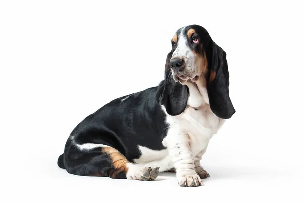 Hond. Basset hound dog op witte achtergrond — Stockfoto