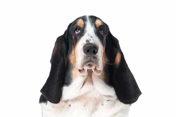 Dog. Basset hound dog on white background — Stock Photo, Image