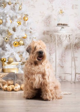 Köpek. İrlandalı yumuşak ceket buğday korkunç Noel arka plan üzerinde