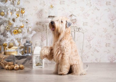 Köpek. İrlandalı yumuşak ceket buğday korkunç Noel arka plan üzerinde
