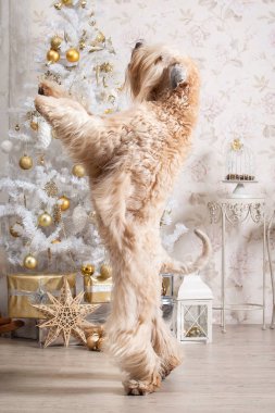 Köpek. İrlandalı yumuşak ceket buğday korkunç Noel arka plan üzerinde