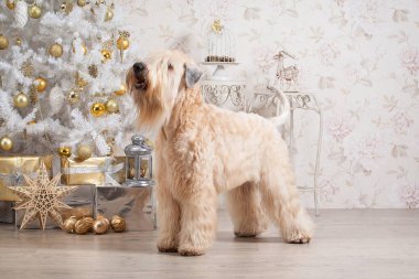 Köpek. İrlandalı yumuşak ceket buğday korkunç Noel arka plan üzerinde