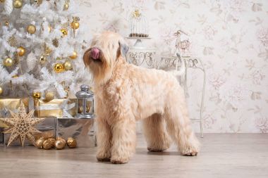 Köpek. İrlandalı yumuşak ceket buğday korkunç Noel arka plan üzerinde