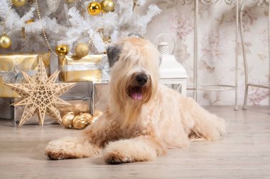 Köpek. İrlandalı yumuşak ceket buğday korkunç Noel arka plan üzerinde