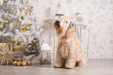Köpek. İrlandalı yumuşak ceket buğday korkunç Noel arka plan üzerinde