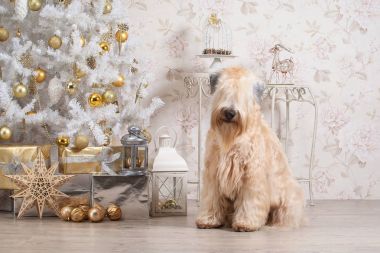 Köpek. İrlandalı yumuşak ceket buğday korkunç Noel arka plan üzerinde