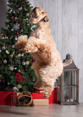 Köpek. İrlandalı yumuşak ceket buğday korkunç Noel arka plan üzerinde