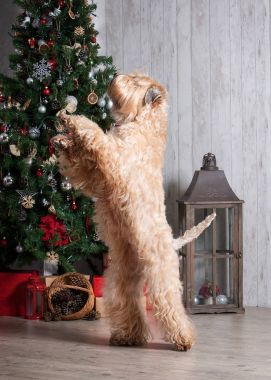 Köpek. İrlandalı yumuşak ceket buğday korkunç Noel arka plan üzerinde