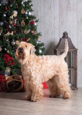 Köpek. İrlandalı yumuşak ceket buğday korkunç Noel arka plan üzerinde