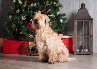 Köpek. İrlandalı yumuşak ceket buğday korkunç Noel arka plan üzerinde