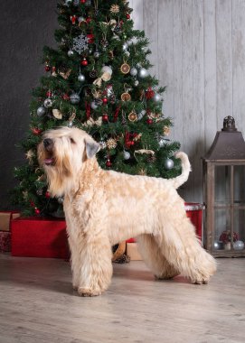 Köpek. İrlandalı yumuşak ceket buğday korkunç Noel arka plan üzerinde