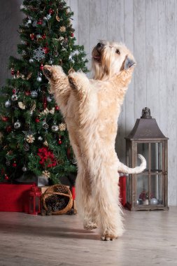 Köpek. İrlandalı yumuşak ceket buğday korkunç Noel arka plan üzerinde