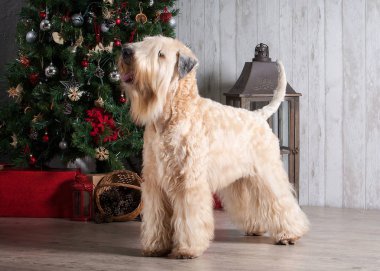 Köpek. İrlandalı yumuşak ceket buğday korkunç Noel arka plan üzerinde