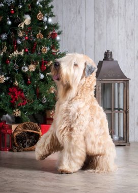Köpek. İrlandalı yumuşak ceket buğday korkunç Noel arka plan üzerinde