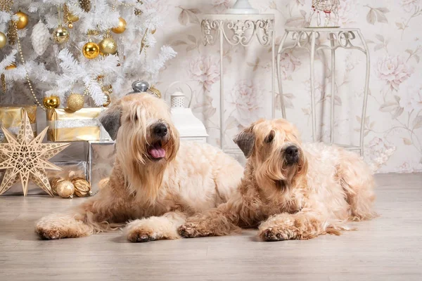 Pes. Irský soft coated wheaten teriér na vánoční pozadí — Stock fotografie