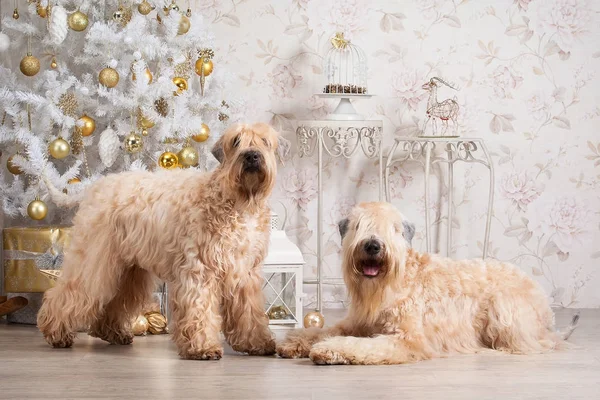 Pes. Irský soft coated wheaten teriér na vánoční pozadí — Stock fotografie