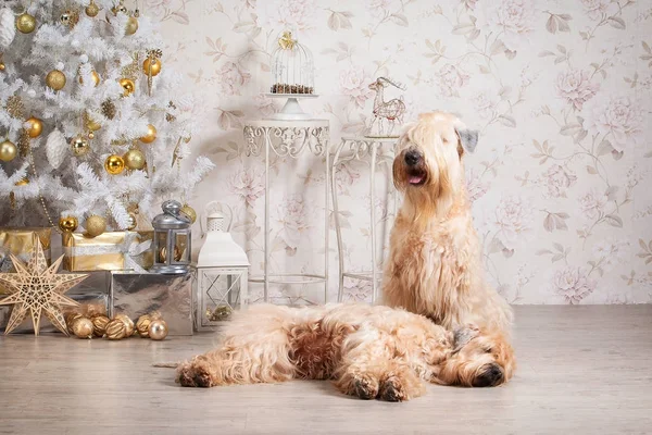 Pes. Irský soft coated wheaten teriér na vánoční pozadí — Stock fotografie