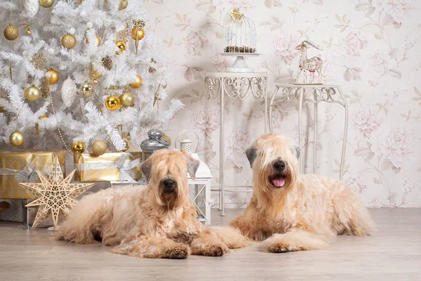 Pes. Irský soft coated wheaten teriér na vánoční pozadí — Stock fotografie