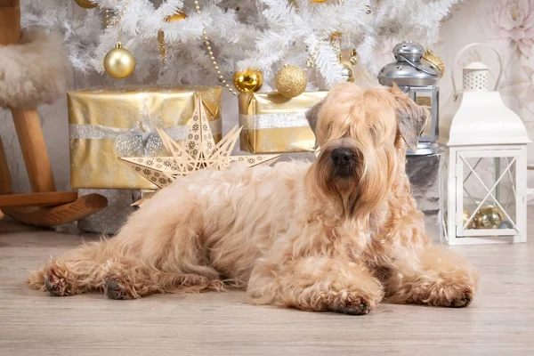 Pes. Irský soft coated wheaten teriér na vánoční pozadí — Stock fotografie