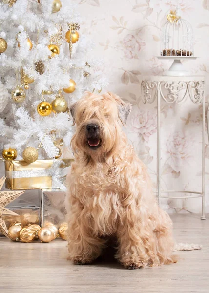 Pes. Irský soft coated wheaten teriér na vánoční pozadí — Stock fotografie