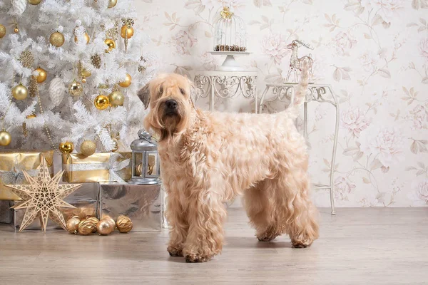 Hund. irischer soft coated wheaten terrier auf weihnachtlichem Hintergrund — Stockfoto