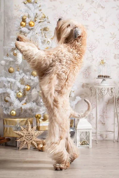 Köpek. İrlandalı yumuşak ceket buğday korkunç Noel arka plan üzerinde