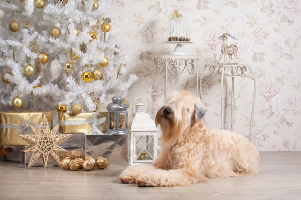 Köpek. İrlandalı yumuşak ceket buğday korkunç Noel arka plan üzerinde