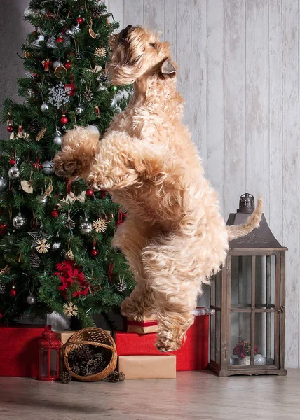 Köpek. İrlandalı yumuşak ceket buğday korkunç Noel arka plan üzerinde