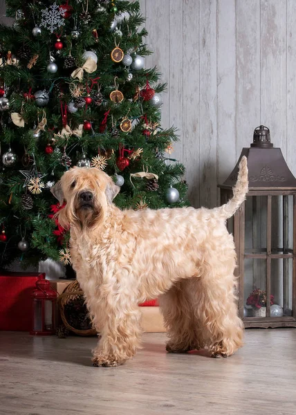 Pes. Irský soft coated wheaten teriér na vánoční pozadí — Stock fotografie