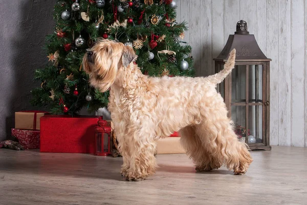 Pes. Irský soft coated wheaten teriér na vánoční pozadí — Stock fotografie