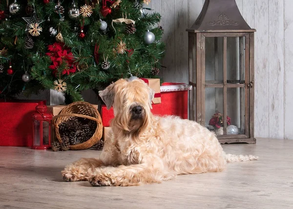 Pes. Irský soft coated wheaten teriér na vánoční pozadí — Stock fotografie