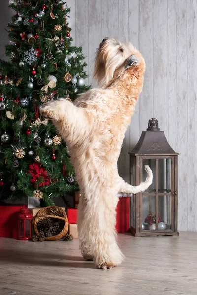 Köpek. İrlandalı yumuşak ceket buğday korkunç Noel arka plan üzerinde