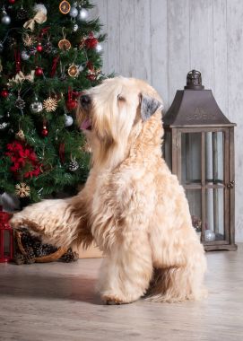Köpek. İrlandalı yumuşak ceket buğday korkunç Noel arka plan üzerinde