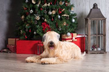 Köpek. İrlandalı yumuşak ceket buğday korkunç Noel arka plan üzerinde