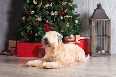 Köpek. İrlandalı yumuşak ceket buğday korkunç Noel arka plan üzerinde