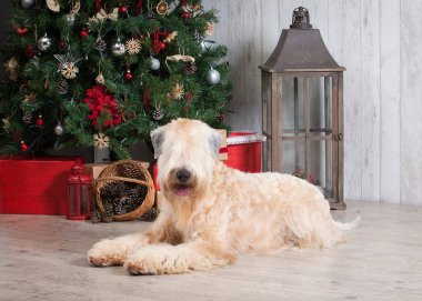 Köpek. İrlandalı yumuşak ceket buğday korkunç Noel arka plan üzerinde