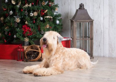 Köpek. İrlandalı yumuşak ceket buğday korkunç Noel arka plan üzerinde