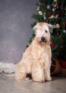 Köpek. İrlandalı yumuşak ceket buğday korkunç Noel arka plan üzerinde