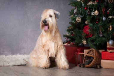 Köpek. İrlandalı yumuşak ceket buğday korkunç Noel arka plan üzerinde