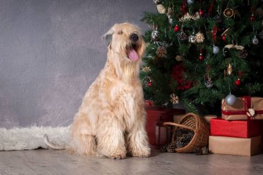 Köpek. İrlandalı yumuşak ceket buğday korkunç Noel arka plan üzerinde