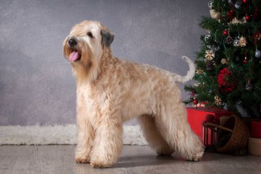 Köpek. İrlandalı yumuşak ceket buğday korkunç Noel arka plan üzerinde