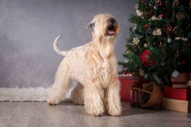 Köpek. İrlandalı yumuşak ceket buğday korkunç Noel arka plan üzerinde