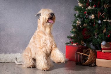 Köpek. İrlandalı yumuşak ceket buğday korkunç Noel arka plan üzerinde