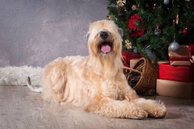 Köpek. İrlandalı yumuşak ceket buğday korkunç Noel arka plan üzerinde