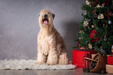 Köpek. İrlandalı yumuşak ceket buğday korkunç Noel arka plan üzerinde