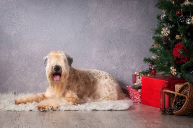 Köpek. İrlandalı yumuşak ceket buğday korkunç Noel arka plan üzerinde