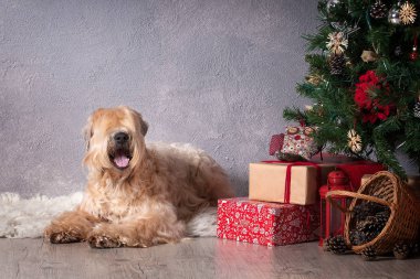 Köpek. İrlandalı yumuşak ceket buğday korkunç Noel arka plan üzerinde