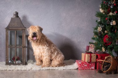 Köpek. İrlandalı yumuşak ceket buğday korkunç Noel arka plan üzerinde